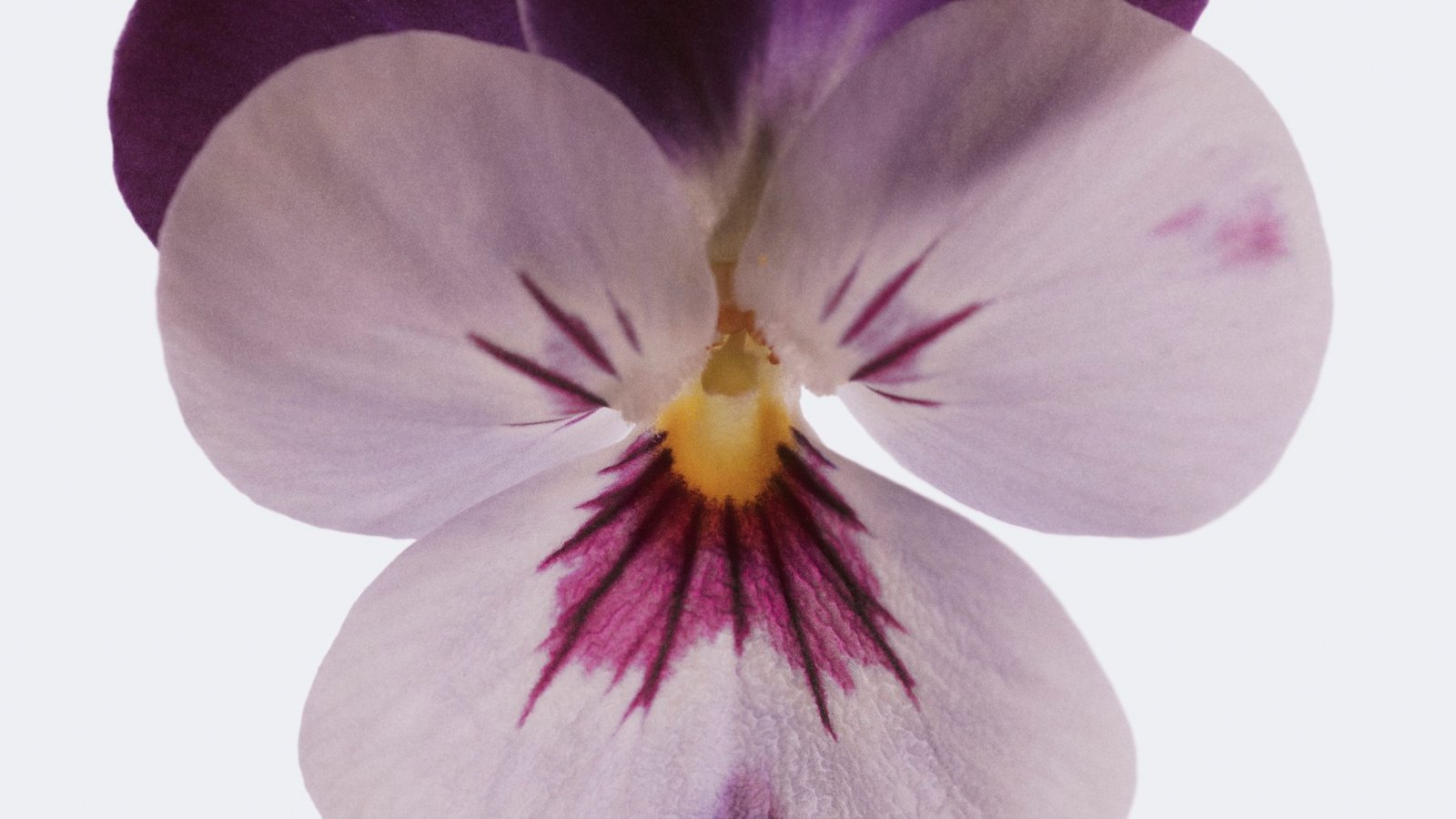 A close-up of a pale flower with violet-purple markings and a yellow centre against a pale background