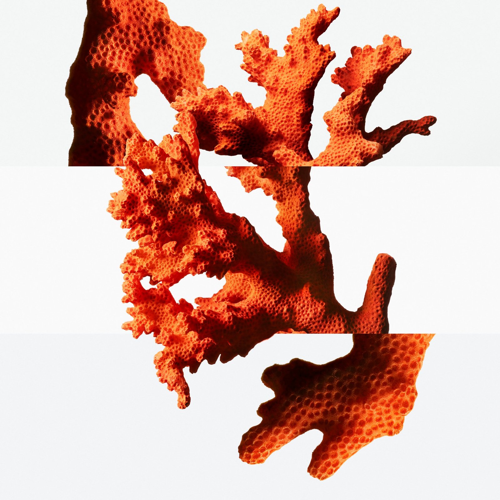An orange branching coral form shown against a pale background in three horizontally offset sections