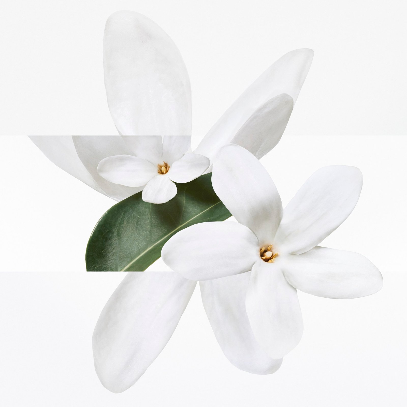 Two white tiare flowers and a green leaf in a still life divided into horizontally offset bands
